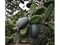 Goyavier du Brésil 'Apollo' - Feijoa sellowiana - Haie champetre  - Pepiniere Alsace - Vegetal Local Nord Est - Bio - Jardin forêt comestible - fruitier - permaculture