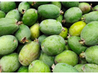 Goyavier du Brésil 'Mammouth' - Feijoa sellowiana  - Haie champetre  - Pepiniere Alsace - Vegetal Local Nord Est - Bio - Jardin forêt comestible - fruitier - permaculture