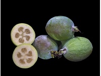 Goyavier du Brésil (variété commune) - Feijoa sellowiana  - Haie champetre  - Pepiniere Alsace - Vegetal Local Nord Est - Bio - Jardin forêt comestible - fruitier - permaculture