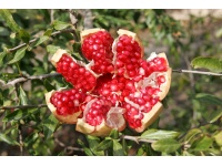 Grenadier 'Mollar de Elche' - Punica granatum - Haie champetre  - Pepiniere Alsace - Vegetal Local Nord Est - Bio - Jardin forêt comestible - fruitier - permaculture