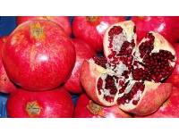 Grenadier 'Fina Tendral' - Punica granatum - Haie champetre  - Pepiniere Alsace - Vegetal Local Nord Est - Bio - Jardin forêt comestible - fruitier - permaculture