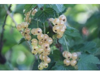 Groseillier à grappes 'Blanches de Versailles' - Ribes sativum - Haie champetre  - Pepiniere Alsace - Vegetal Local Nord Est - Bio - Jardin forêt comestible - fruitier - permaculture