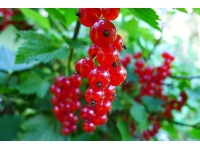 Groseillier à grappes 'Rolan' - Ribes rubrum - Haie champetre  - Pepiniere Alsace - Vegetal Local Nord Est - Bio - Jardin forêt comestible - fruitier - permaculture