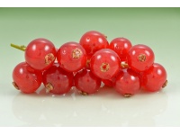 Groseillier à grappes 'Rouges de Versailles' - Ribes rubrum - Haie champetre  - Pepiniere Alsace - Vegetal Local Nord Est - Bio - Jardin forêt comestible - fruitier - permaculture