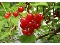 groseillier_a_grappes_rovada_-_ribes_rubrum_-_pepiniere_alsace_vegetal_local_bio_-_fruits