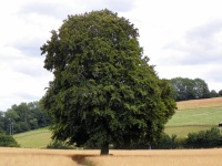 Hêtre commun - Fagus sylvatica - Haie champetre  - Pepiniere Alsace - Vegetal Local Nord Est - Bio - Jardin forêt comestible - fruitier - permaculture