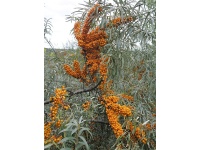 argousier-hergo-femelle-Hippophae-rhamnoides- Haie champetre  - Pepiniere Alsace - Vegetal Local Nord Est- Bio - Jardin forêt comestible - fruitier - permaculture 