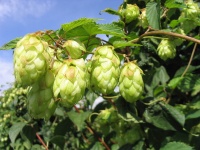 Houblon - Humulus lupulus - Haie champetre  - Pepiniere Alsace - Vegetal Local Nord Est - Bio - Jardin forêt comestible - fruitier - permaculture
