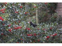 Houx commun - Ilex aquifolium - Haie champetre  - Pepiniere Alsace - Vegetal Local Nord Est - Bio - Jardin forêt comestible - fruitier - permaculture