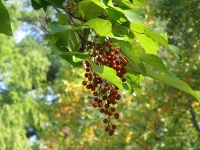 Idésia - Idesia polycarpa  - Haie champetre  - Pepiniere Alsace - Vegetal Local Nord Est - Bio - Jardin forêt comestible - fruitier - permaculture