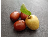Jujubier commun - Ziziphus jujuba  - Haie champetre  - Pepiniere Alsace - Vegetal Local Nord Est - Bio - Jardin forêt comestible - fruitier - permaculture