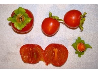 kaki_-_plaqueminier_-_diospyros_kaki_-_pepiniere_alsace_vegetal_local_bio_-_fruits