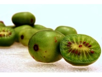 Kiwaï 'Geneva' - Actinidia arguta   - Haie champetre  - Pepiniere Alsace - Vegetal Local Nord Est - Bio - Jardin forêt comestible - fruitier - permaculture