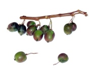 Kiwaï 'Red one' - Actinidia arguta - Haie champetre  - Pepiniere Alsace - Vegetal Local Nord Est - Bio - Jardin forêt comestible - fruitier - permaculture