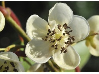 Kiwaï 'Weiki' - Actinidia arguta - Haie champetre  - Pepiniere Alsace - Vegetal Local Nord Est - Bio - Jardin forêt comestible - fruitier - permaculture