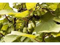 Kiwi arctique - Actinidia kolomikta - Haie champetre  - Pepiniere Alsace - Vegetal Local Nord Est - Bio - Jardin forêt comestible - fruitier - permaculture