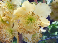 Kiwi mâle - Actinidia deliciosa - Haie champetre  - Pepiniere Alsace - Vegetal Local Nord Est - Bio - Jardin forêt comestible - fruitier - permaculture