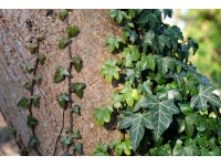 Lierre grimpant - Hedera helix - Haie champetre  - Pepiniere Alsace - Vegetal Local Nord Est - Bio - Jardin forêt comestible - fruitier - permaculture