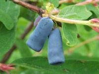 Chèvrefeuille comestible – Baie de mai ‘Blue velvet’ - Lonicera kamtchatika - Haie champetre  - Pepiniere Alsace - Vegetal Local Nord Est - Bio - Jardin forêt comestible - fruitier - permaculture