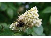 Maackie de l’Amour - Maackia amurensis - Haie champetre  - Pepiniere Alsace - Vegetal Local Nord Est - Bio - Jardin forêt comestible - fruitier - permaculture