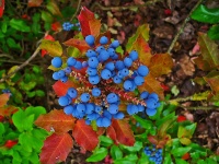 Mahonia à feuilles de houx - Berberis aquifolium - Haie champetre  - Pepiniere Alsace - Vegetal Local Nord Est - Bio - Jardin forêt comestible - fruitier - permaculture