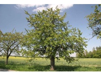 Merisier - Prunus avium - Haie champetre  - Pepiniere Alsace - Vegetal Local Nord Est - Bio - Jardin forêt comestible - fruitier - permaculture