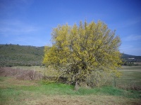 Micocoulier de Provence  - Celtis australis - Haie champetre  - Pepiniere Alsace - Vegetal Local Nord Est - Bio - Jardin forêt comestible - fruitier - permaculture
