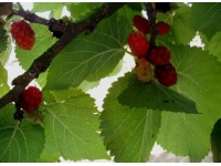 Mûrier rouge 'Illinois Everbearing' - Morus rubra - Haie champetre  - Pepiniere Alsace - Vegetal Local Nord Est - Bio - Jardin forêt comestible - fruitier - permaculture