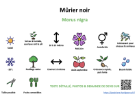 murier_noir _ résumé