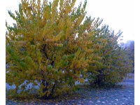 Mûrier noir - Morus nigra - Haie champetre  - Pepiniere Alsace - Vegetal Local Nord Est - Bio - Jardin forêt comestible - fruitier - permaculture