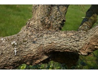 Mûrier noir - Morus nigra - Haie champetre  - Pepiniere Alsace - Vegetal Local Nord Est - Bio - Jardin forêt comestible - fruitier - permaculture