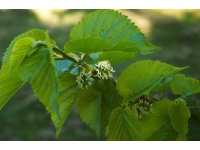 Mûrier noir - Morus nigra - Haie champetre  - Pepiniere Alsace - Vegetal Local Nord Est - Bio - Jardin forêt comestible - fruitier - permaculture