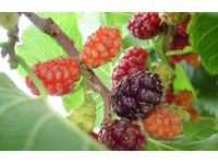 Mûrier noir - Morus nigra - Haie champetre  - Pepiniere Alsace - Vegetal Local Nord Est - Bio - Jardin forêt comestible - fruitier - permaculture