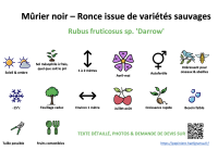 murier_noir_-_ronce_issue_de_varietes_sauvages _ résumé