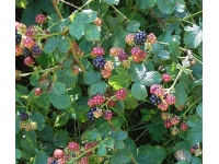 Mûrier noir – Ronce issue de variétés sauvages - Rubus fruticosus sp. 'Darrow' - Haie champetre  - Pepiniere Alsace - Vegetal Local Nord Est - Bio - Jardin forêt comestible - fruitier - permaculture