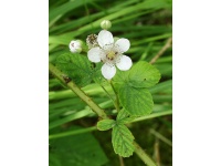 Mûrier noir – Ronce issue de variétés sauvages - Rubus fruticosus sp. 'Darrow' - Haie champetre  - Pepiniere Alsace - Vegetal Local Nord Est - Bio - Jardin forêt comestible - fruitier - permaculture