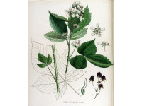 murier_noir_-_ronce_issue_de_varietes_sauvages_-_rubus_fruticosus_sp__darrow_-_pepiniere_alsace_vegetal_local_bio_-_planche