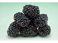 Mûrier noir – Ronce sans épine - Rubus fruticosus 'Black Satin' - Haie champetre  - Pepiniere Alsace - Vegetal Local Nord Est - Bio - Jardin forêt comestible - fruitier - permaculture