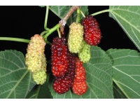 Mûrier rouge - Morus rubra - Haie champetre  - Pepiniere Alsace - Vegetal Local Nord Est - Bio - Jardin forêt comestible - fruitier - permaculture