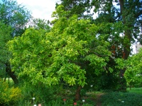 Néflier - Crataegus germanica - Haie champetre  - Pepiniere Alsace - Vegetal Local Nord Est - Bio - Jardin forêt comestible - fruitier - permaculture