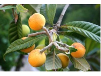 Néflier du Japon - Eriobotrya japonica - Haie champetre  - Pepiniere Alsace - Vegetal Local Nord Est - Bio - Jardin forêt comestible - fruitier - permaculture