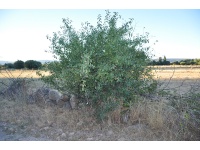 Nerprun purgatif - Rhamnus cathartica - Haie champetre  - Pepiniere Alsace - Vegetal Local Nord Est - Bio - Jardin forêt comestible - fruitier - permaculture