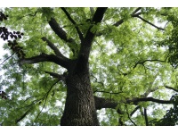 Noyer noir - Juglans nigra - Haie champetre  - Pepiniere Alsace - Vegetal Local Nord Est - Bio - Jardin forêt comestible - fruitier - permaculture