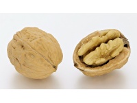 noyer_-_juglans_regia_-_pepiniere_alsace_vegetal_local_bio_-_noix