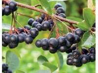 aronie_a_feuille_de_prunier_Nero_aronia_prunifolia_Nero_Haie champetre  - Pepiniere Alsace - Vegetal Local Nord Est- Bio - Jardin forêt comestible - fruitier - permaculture