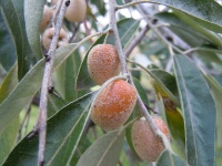 Olivier de Bohême - Elaeagnus angustifolia - Haie champetre  - Pepiniere Alsace - Vegetal Local Nord Est - Bio - Jardin forêt comestible - fruitier - permaculture