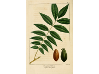 Pacanier - Noyer de pécan - Carya illinoinensis - Haie champetre  - Pepiniere Alsace - Vegetal Local Nord Est - Bio - Jardin forêt comestible - fruitier - permaculture