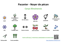 pacanier_-_noyer_de_pecan _ résumé