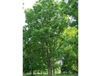 Pacanier - Noyer de pécan - Carya illinoinensis - Haie champetre  - Pepiniere Alsace - Vegetal Local Nord Est - Bio - Jardin forêt comestible - fruitier - permaculture