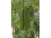 pacanier_-_noyer_de_pecan_-_carya_illinoinensis_-_pepiniere_alsace_vegetal_local_bio_-_chatons_fleurs_males